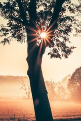 Red Dawn: A Foggy Landscape with a Tree Bathed in Sunrise Light