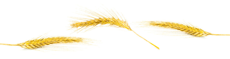 Rye ear. Whole, barley, harvest wheat sprouts. Wheat grain ear o