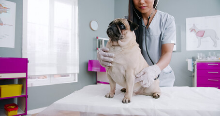 Middle plan of female veterinarian checking dog with stethoscope. Vet doctor stroking pet. Careful woman working in hospital in medical suit. Concept of pets care, veterinary, healthy animals