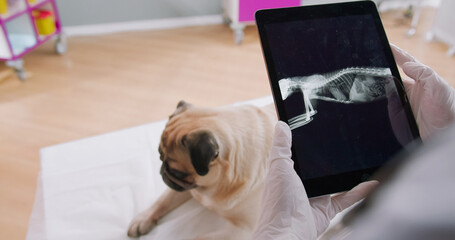 Cropped view of the female veterinarian wearing protective gloves holding tablet with x ray of the pug dog and preparing to the treatment