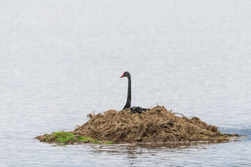 Fototapeta premium Black Swan (Cygnus atratus)