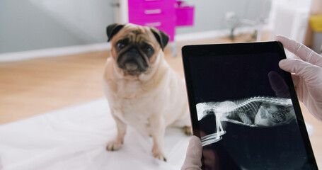 Cropped view of the female veterinarian wearing protective gloves holding tablet with x ray of the...