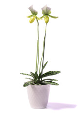 Potted Paphiopedilum Maudiae Femma blooming with two beautiful flowers