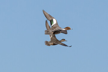 飛翔するヒドリガモのペアー