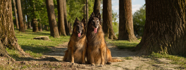 two happy old belgian shepherd tervueren dogs sitting on a path in the summer