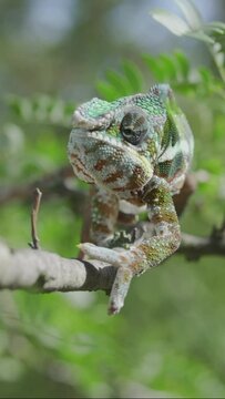 Vertical video, Green chameleon walks along branch, looks around and licks its lips, on sunny day on the green trees background. Panther chameleon (Furcifer pardalis). Front side