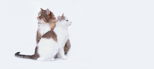 Close up different two cats. Big Cat next to a white small Cat isolated on a white background. Portrait of two cats. Animal friendship. Animal theme. Empty space for text. Pet care. Web banner