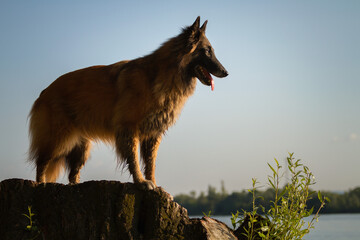 happy belgian shepherd tervueren dog standing on a tree trunk on the beach in the summer