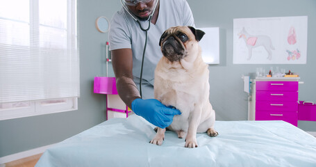 Close up on proffesional sserious african american male vet doctor using stethoscope checking up the pug dog. Pug dog with health problems, pet care. Mask glasses with stethoscope in medical gloves.