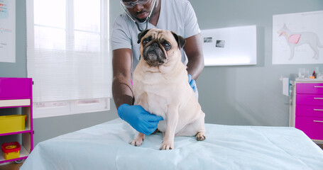 Close up on proffesional sserious african american male vet doctor using stethoscope checking up the pug dog.
