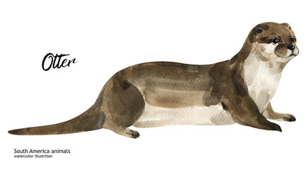 Otter. Watercolor cute animal otter. Hand painting postcard isolated white background. Australian animals. 