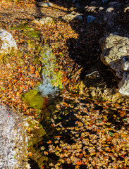 Fallen Leaves on Pool at Smith Springs Near Frijole Ranch, Guadalupe Mountains National Park, Texas, USA