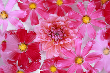 Garden cosmos or Mexican aster. Purple pink Cosmos flower different colors. Flowers background. Cosmos Bipinnatus
. Top view. Petals. Various garden flowers. Abstract collage. Floral card design