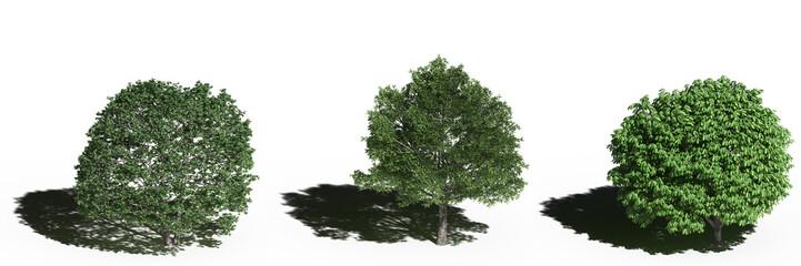 large tree with a shadow under it, isolated on white background, 3D illustration, cg render