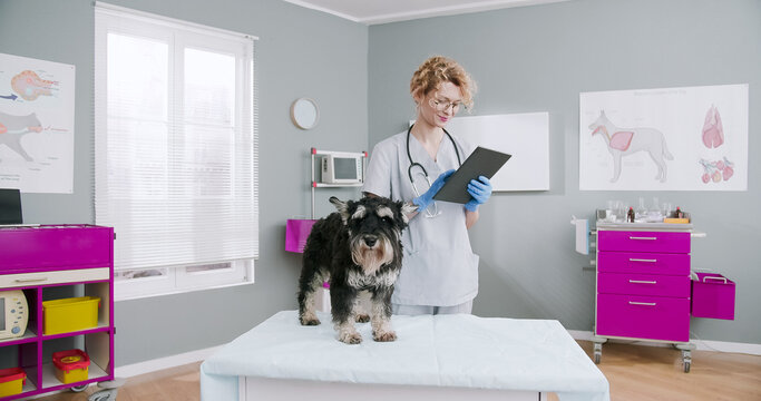 Middle plan of female veterinarian standing in hospital while using tablet and stocking dog. Pet standing on veterinary examination table