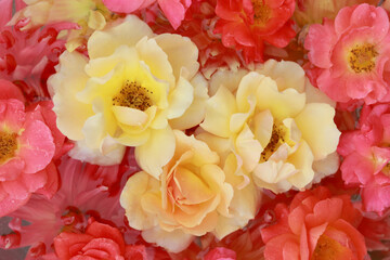 Summer macro yellow orange pink roses. Blooming flower. Top view. Floral background.  Yellow coral rose. Abstract background . Flower card. valentine. colorful flowers. Pastel pink roses texture. 