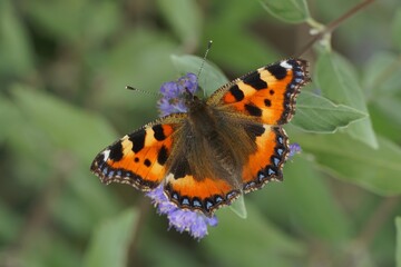 Closeup on the colorful small tortoiseshell butterfly, Aglais urticae, sitting on a blue flowering Carpocoris shrub
