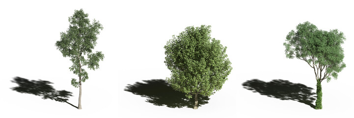 Fototapeta premium large tree with a shadow under it, isolated on white background, 3D illustration, cg render