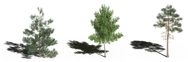 Obraz premium large tree with a shadow under it, isolated on white background, 3D illustration, cg render