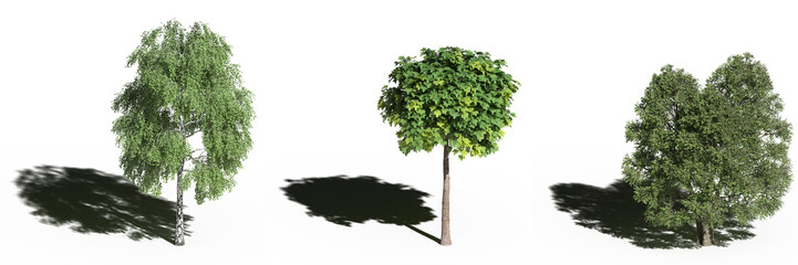 Obraz premium large tree with a shadow under it, isolated on white background, 3D illustration, cg render