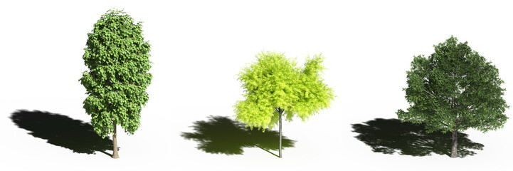 large tree with a shadow under it, isolated on white background, 3D illustration, cg render