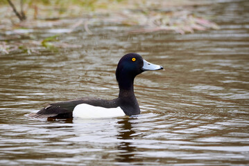 Tufted Duck male on the lake ( Aythya fuligula ) Bird on the lake