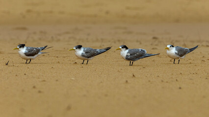Four crested terns