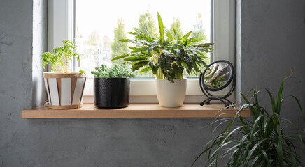 Fresh green plants in pots on the wooden windowsill near window. Houseplant in design interior with...
