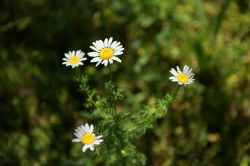 Daisies in nature. Close shot.