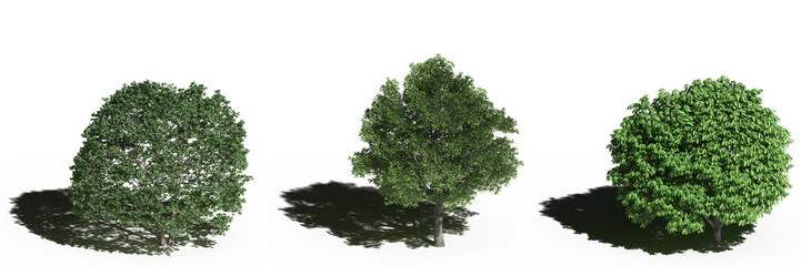 Obraz premium large tree with a shadow under it, isolated on a transparent background, 3D illustration, cg render
