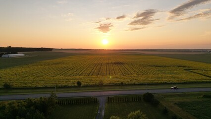 Aerial  of a sunflower field during golden sunrise 