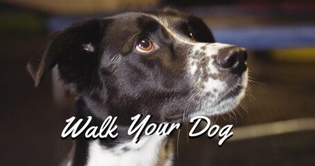 Image of walk your dog text in white, over black and white pet dog looking up