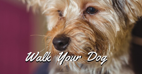 Image of walk your dog text in white, over close up of yorkshire terrier pet dog looking up