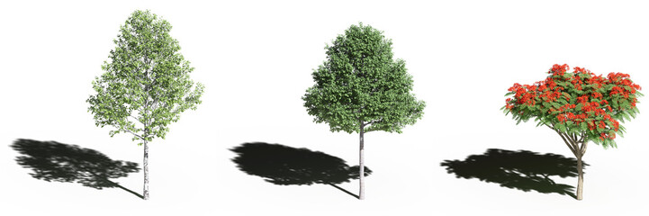 Obraz premium large tree with a shadow under it, isolated on a transparent background, 3D illustration, cg render