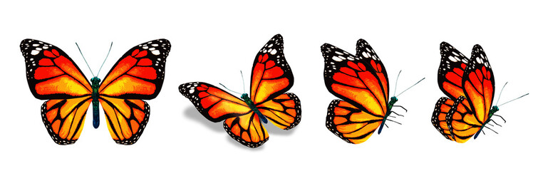 Color monarch butterflies, isolated on the white background