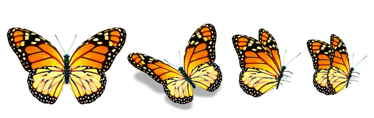 Color monarch butterflies, isolated on the white background