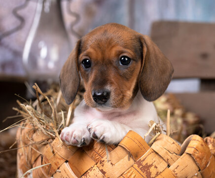 Puppy, Dachshund Dog Piebald colours in retro background with hay