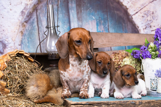 Puppy, Dachshund Dog Piebald colours in retro background , mother bitch and puppies