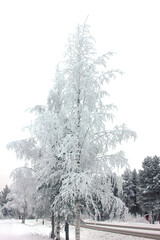 snowy tree in Finnish Lapland in Levi