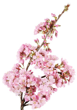 A curved branch of springtime cherry blossoms (prunus accolade)
