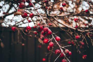 Close-up of red crabapples hanging on bare branches in late autumn. Natural rustic garden setting with dried fruit and moody atmosphere, ideal for seasonal and botanical themes.