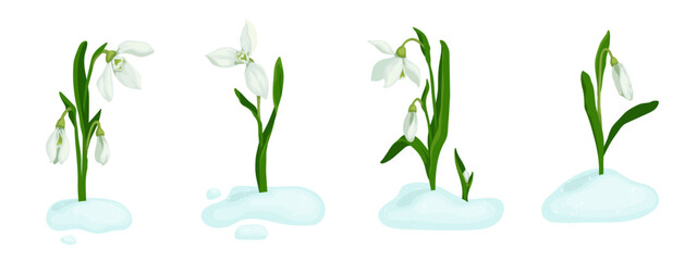 Set of spring flowers and snowdrop buds on melting snow.Vector graphics.	