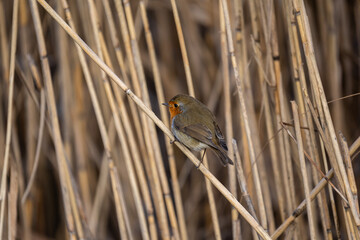 Rotkehlchen im Rheindelta