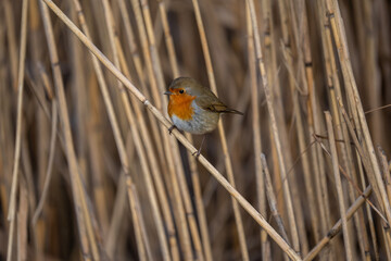 Rotkehlchen im Rheindelta