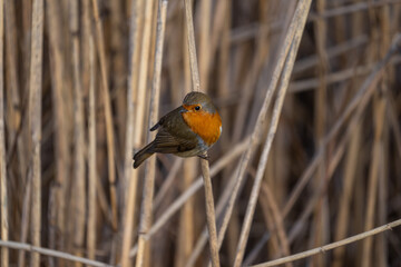 Rotkehlchen im Rheindelta