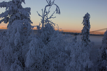 orange sunset in Levi in Finland with snowy trees