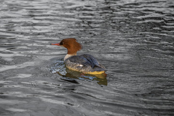G&auml;nses&auml;ger