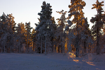 sun behind trees covered in snow in Levi
