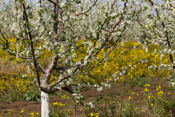Plum orchard in the flowering period. White and yellow flowers in spring.