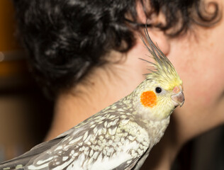 A bird on a man's shoulder. The Female cockatiel  (Nymphicus hollandicus), also known as weiro, or...